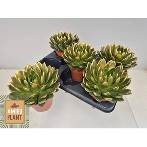 ECHEV AGAV AMI-FIEST