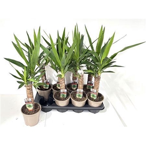 Yucca 30cm 1 Kop