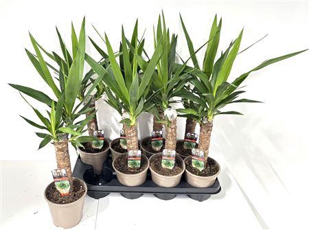 <h4>Yucca 30cm 1 Kop</h4>