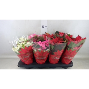 Euphorbia pulc.   ...mix  4