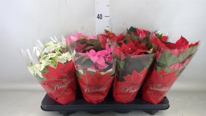 <h4>Euphorbia pulc.   ...mix  4</h4>