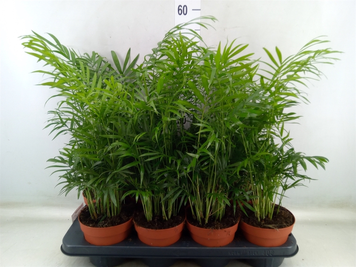 <h4>Chamaedorea elegans</h4>