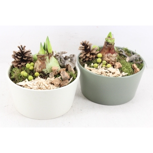 arr4 Amaryllis PL - Ker. schaal green&white x2