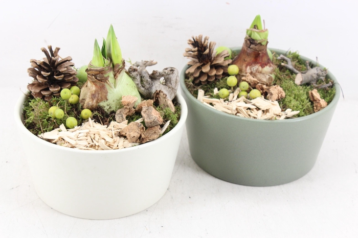 <h4>arr4 Amaryllis PL - Ker. schaal green&white x2</h4>