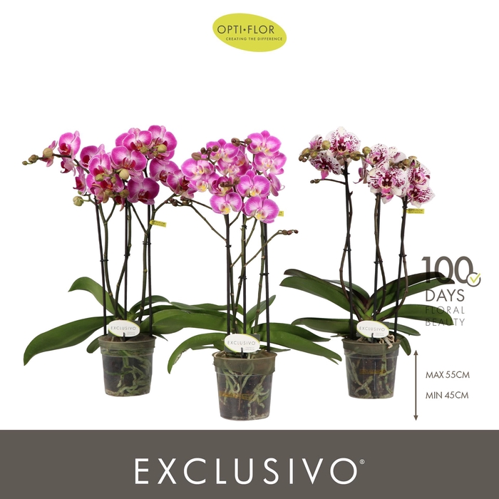 <h4>Exclusivo Mix 3 spike</h4>