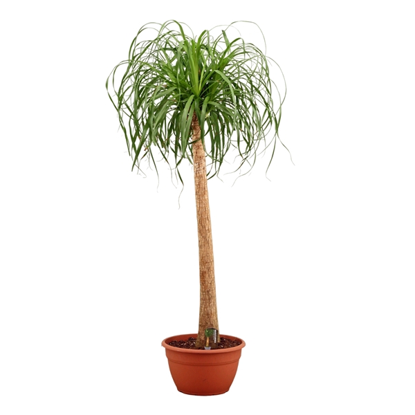 <h4>Beaucarnea A2 recht 35 cm</h4>