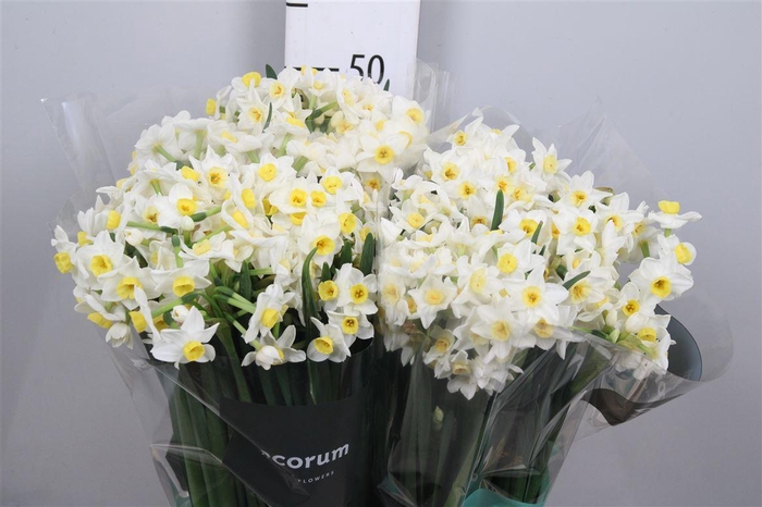 <h4>Narc Ta Avalanche</h4>