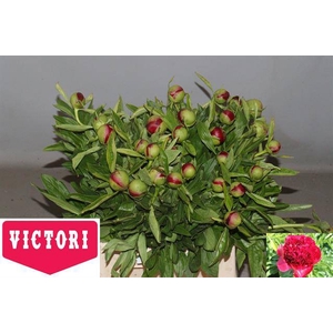 PAEO RED CHARM RIJPTE 3-5