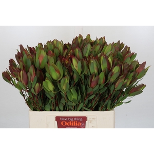 Leucadendron Senorita Spray