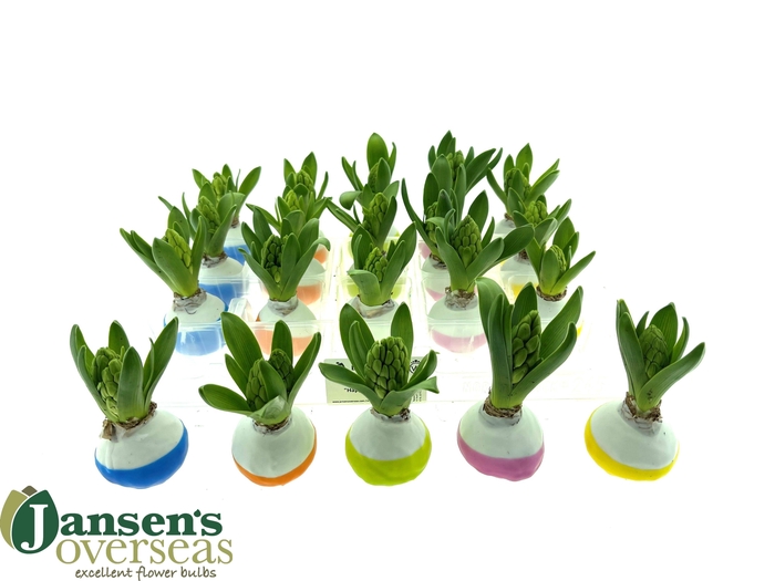 <h4>!! PROMO !! HYACIN WAX DIPPED MIX</h4>