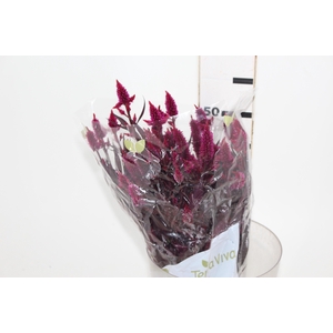 CELOSIA RABO DE GATO 050 CM PINK