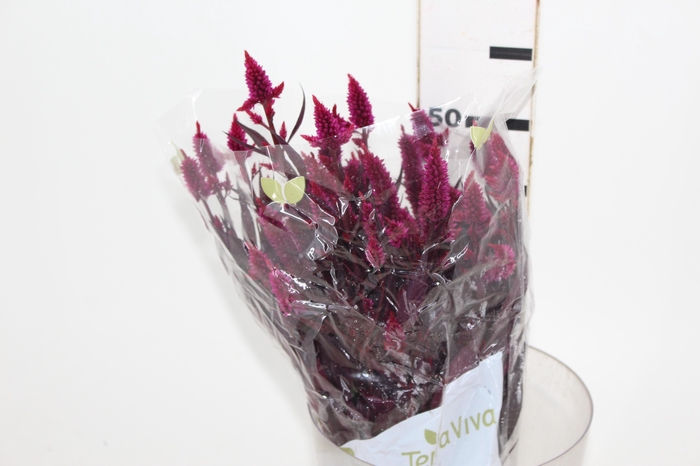 <h4>CELOSIA RABO DE GATO 050 CM PINK</h4>