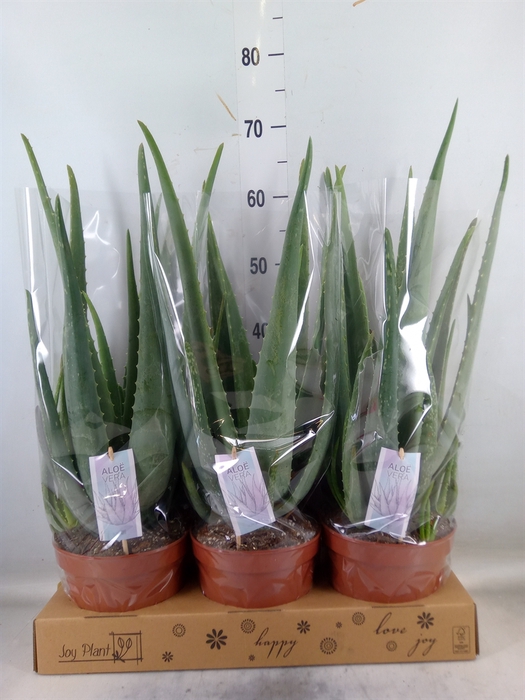 <h4>Aloe vera</h4>