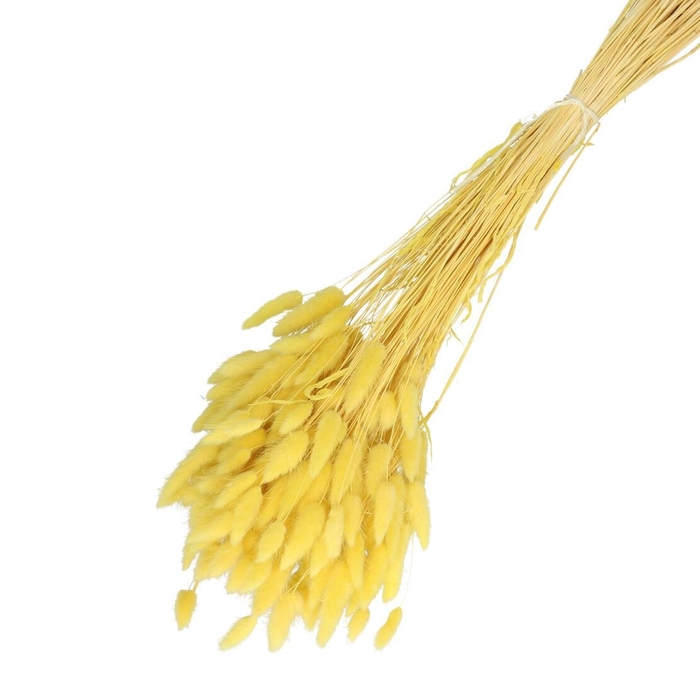 Droogbloem Lagurus 65cm 100g