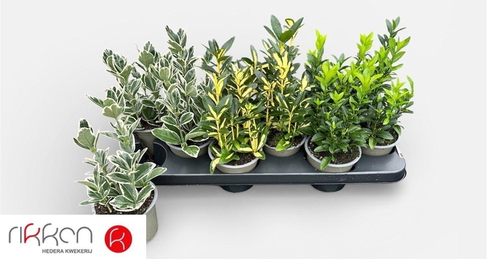 <h4>EUONYMUS JAP GEM</h4>