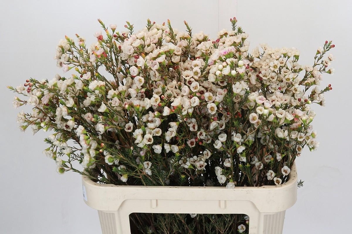 <h4>Chamelaucium Moonlight Delight</h4>