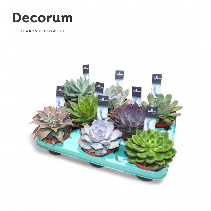 <h4>Echeveria Mix (10spc.) (decorum) Decorum+Steker</h4>