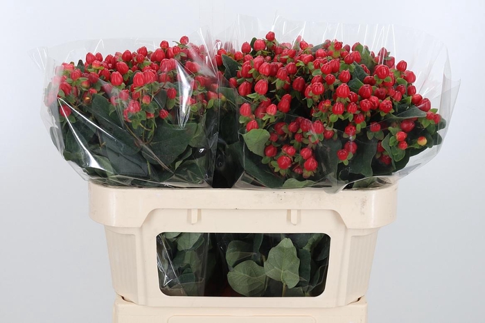 <h4>Hyp Mag Triumph</h4>