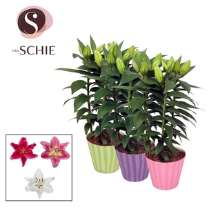 Oriental Mix 13cm potcover STRIPES