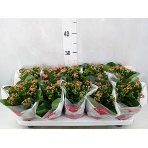 Kalanchoe blos. 'Favor Bella Rosa'