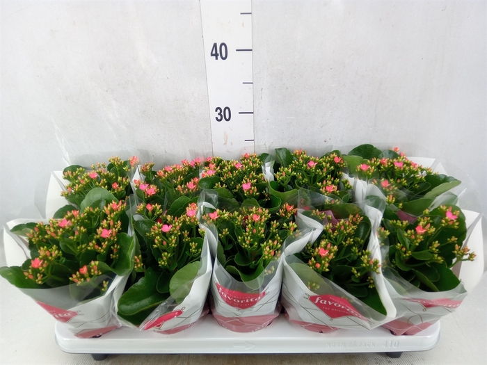 <h4>Kalanchoe blos. 'Favor Bella Rosa'</h4>