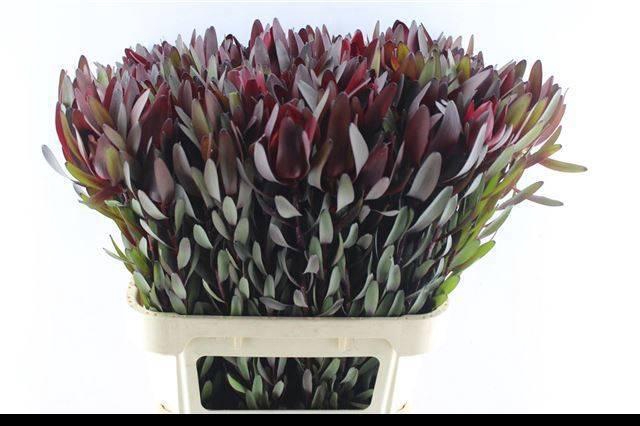 <h4>LEUCAD SAF SUNSET</h4>