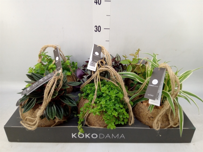 <h4>Planten Groen   ...mix  5</h4>