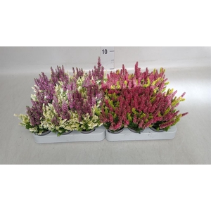 Calluna vulg. 'Beauty L CCrow' ..mx