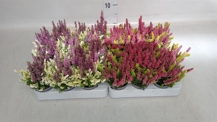 <h4>Calluna vulg. 'Beauty L CCrow' ..mx</h4>