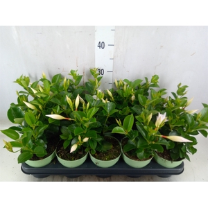 Mandevilla  'Sundavil White'