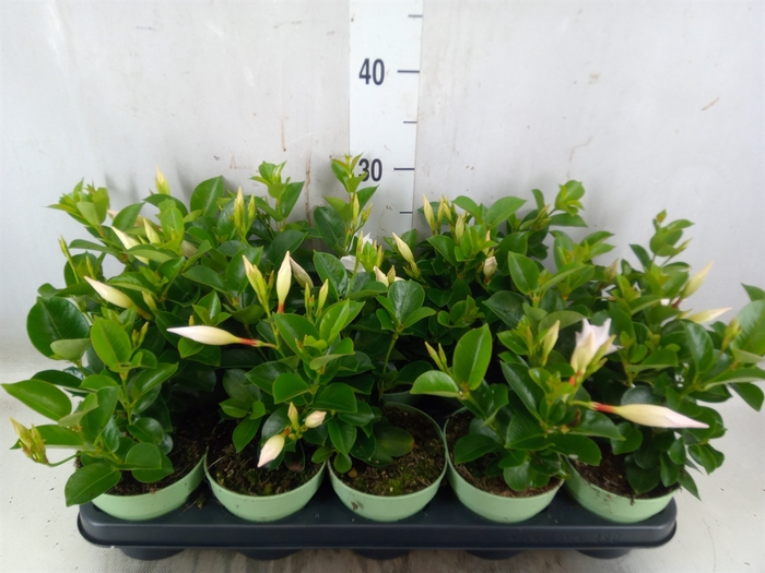 <h4>Mandevilla  'Sundavil White'</h4>