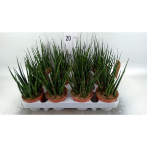 Sansevieria 'Fernwood'