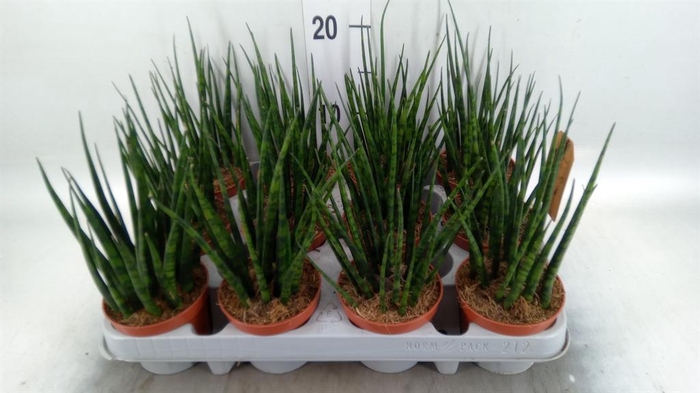 <h4>Sansevieria  'Fernwood'</h4>