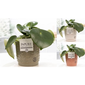 Peperomia Raindrop in P&PURE Floor ceramics ass. 3