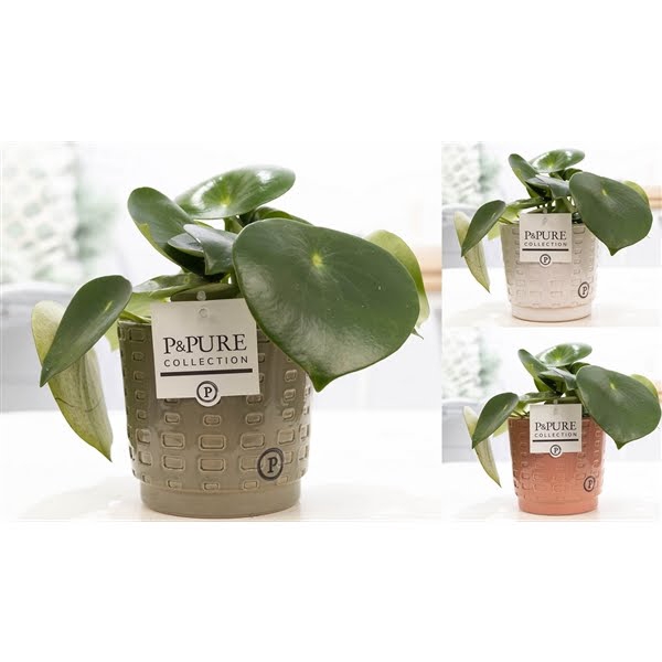 <h4>Peperomia Raindrop in P&PURE Floor ceramics ass. 3</h4>