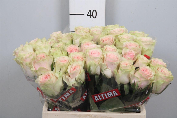 <h4>R Gr Frutteto</h4>