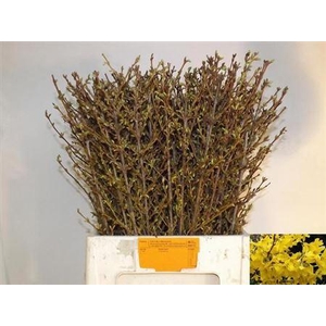 Forsy I Spectabilis 70cm