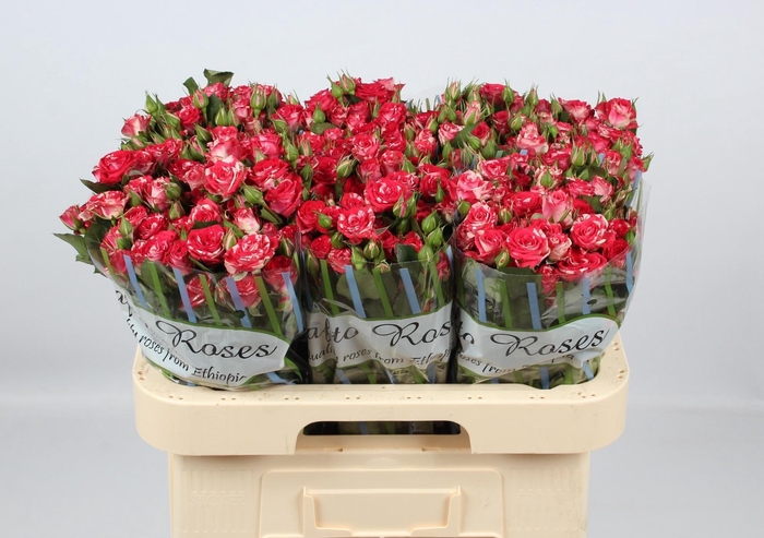 <h4>R TR FIREWORKS</h4>