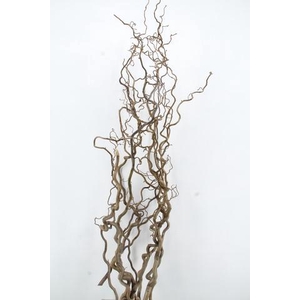 CORYL AV CONTORTA 2 JARIG 200CM