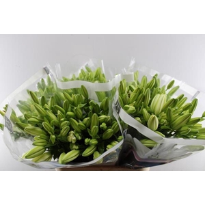 Li La Rodengo (wit) Rijpte 24