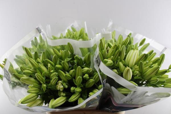 <h4>Li La Rodengo (wit) Rijpte 24</h4>