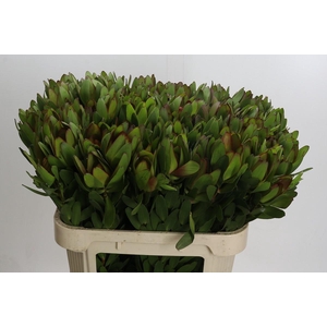 Leucadendron Goldstrike