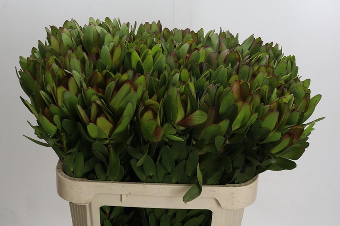 <h4>Leucadendron Goldstrike</h4>