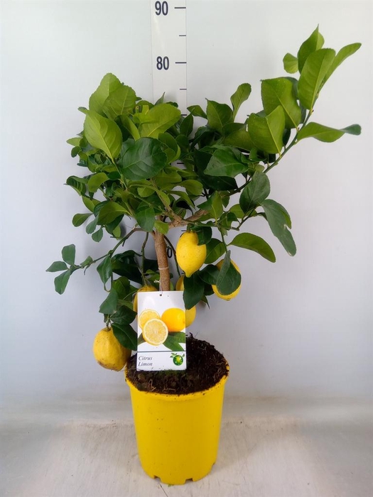 <h4>Citrus   ...</h4>