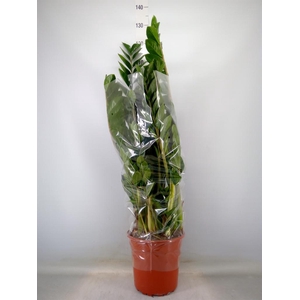 Zamioculcas zamiifolia