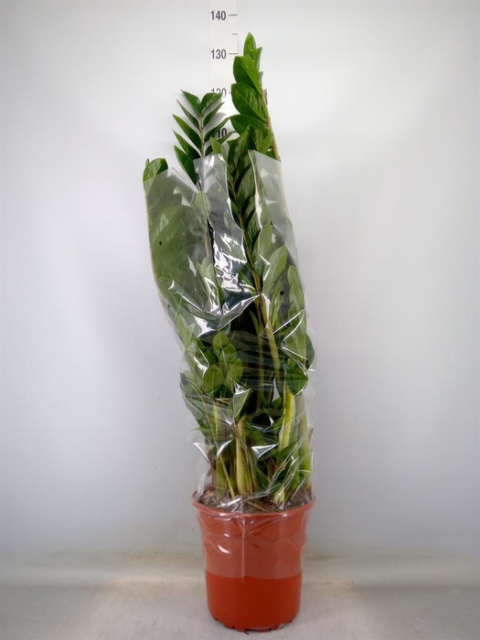 <h4>Zamioculcas zamiifolia</h4>