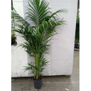 Howea forsteriana