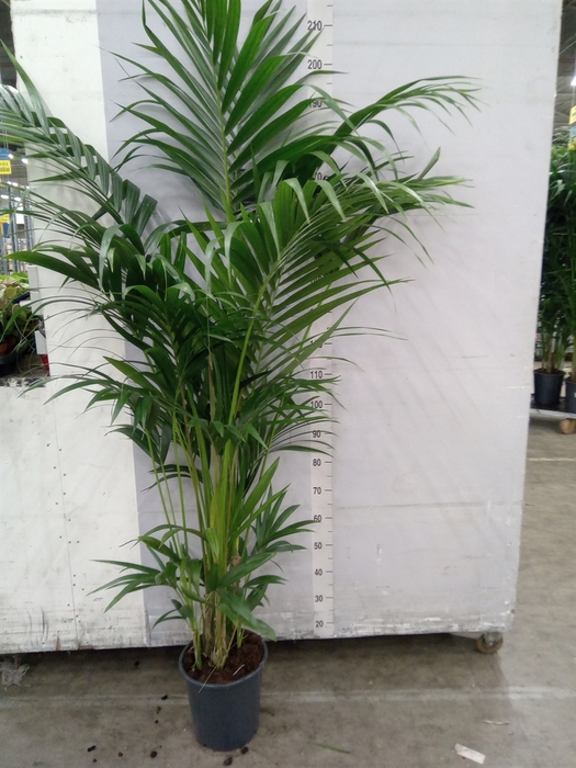 <h4>Howea forsteriana</h4>
