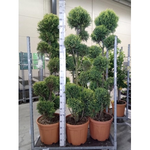 xCupressocyparis ley.   ...