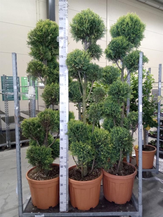 <h4>xCupressocyparis ley. ...</h4>